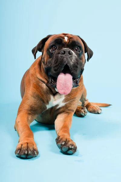 Retrato de estudio de hermoso perro boxeador aislado sobre fondo azul claro — Foto de Stock