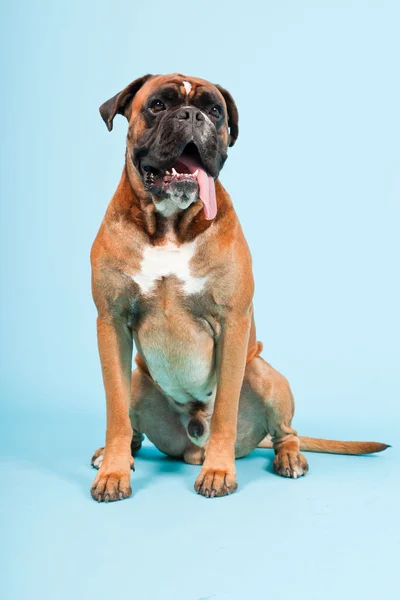 Studio portrait of beautiful boxer dog isolated on light blue background — Stock Photo, Image