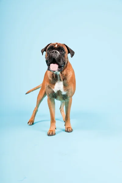 Portrait studio de beau chien boxeur isolé sur fond bleu clair — Photo