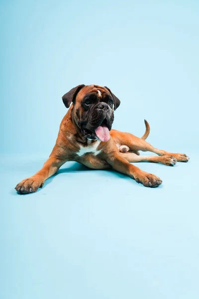 Studio portrait of beautiful boxer dog isolated on light blue background — Stock Photo, Image