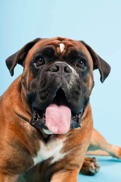 Retrato de estúdio de cão boxer bonito isolado no fundo azul claro — Fotografia de Stock