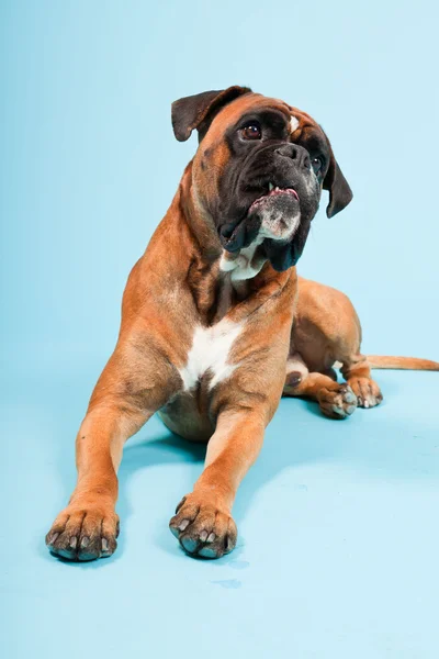 Portret piękny bokser pies na białym tle na światło niebieskie tło — Zdjęcie stockowe