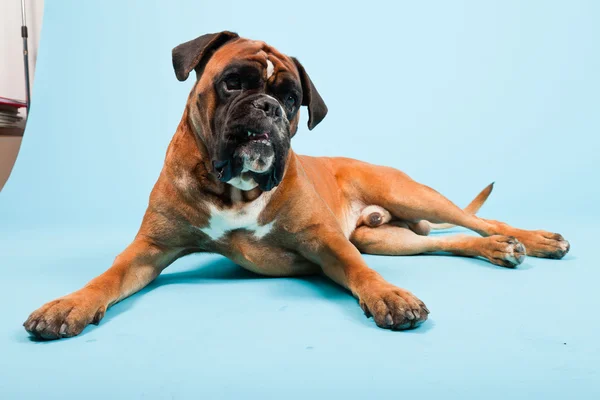 Studio porträtt av vackra boxer hund isolerad på ljusblå bakgrund — Stockfoto