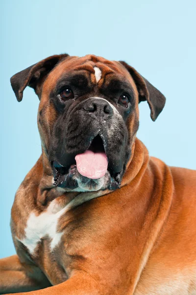 Portret piękny bokser pies na białym tle na światło niebieskie tło — Zdjęcie stockowe