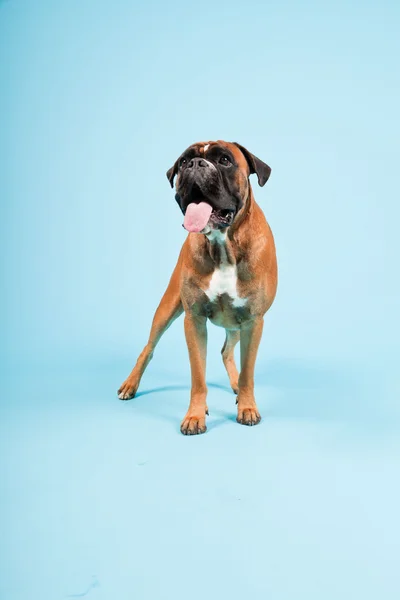 stock image Studio portrait of beautiful boxer dog isolated on light blue background