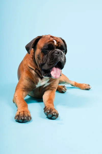 Retrato de estúdio de cão boxer bonito isolado no fundo azul claro — Fotografia de Stock