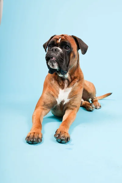 Portrait studio de beau chien boxeur isolé sur fond bleu clair — Photo