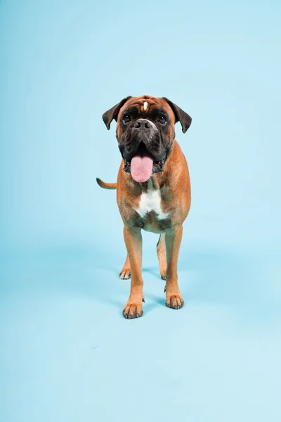 Studiový portrét krásné boxer psa izolovaných na světle modrém pozadí — Stock fotografie