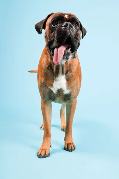 Studio ritratto di bellissimo cane pugile isolato su sfondo azzurro — Foto Stock