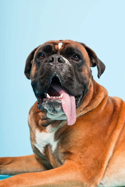 Studio portret van prachtige boxer hond geïsoleerd op lichte blauwe achtergrond — Stockfoto