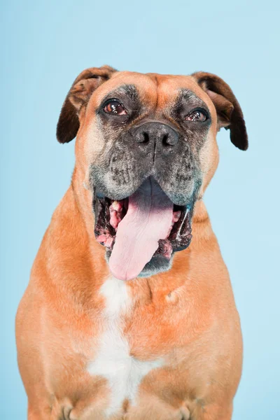 Açık mavi renkli izole kahverengi boxer köpek stüdyo çekim. — Stok fotoğraf