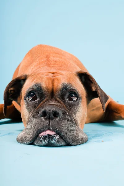 Студийный снимок коричневой собаки-боксера изолирован на голубом фоне . — стоковое фото