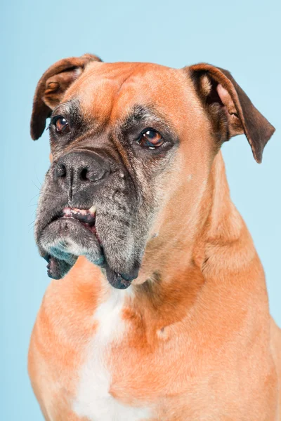 Stúdió lövés barna boxer kutya elszigetelt világoskék háttér. — Stock Fotó