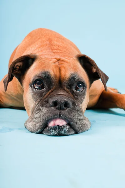 Estudio de tiro de perro boxeador marrón aislado sobre fondo azul claro . —  Fotos de Stock