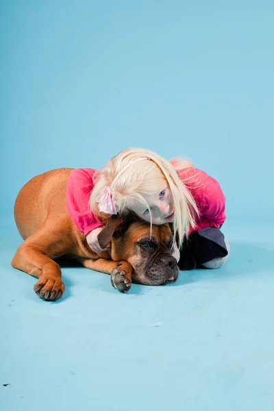 Studio colpo di cane pugile marrone isolato su sfondo azzurro . — Foto Stock