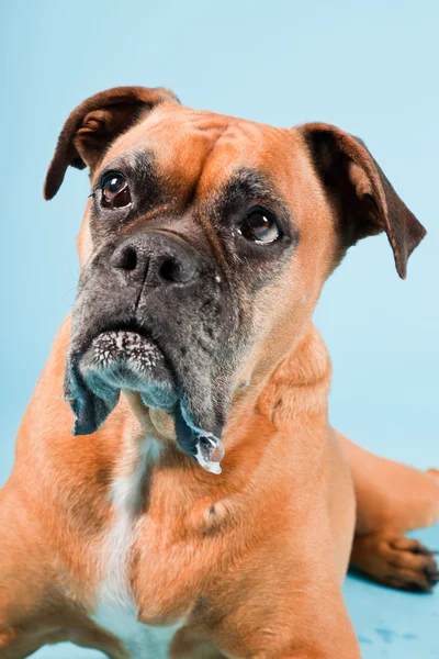 Studio shot of brown boxer dog isolated on light blue background. — Stock Photo, Image