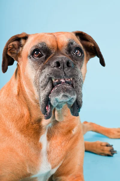 Studio shot of brown boxer dog isolated on light blue background. — Zdjęcie stockowe