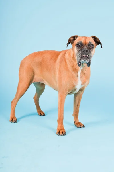Studio shot van bruin boxer hond geïsoleerd op lichte blauwe achtergrond. — Stockfoto