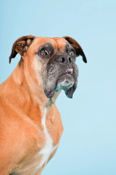 Açık mavi renkli izole kahverengi boxer köpek stüdyo çekim. — Stok fotoğraf