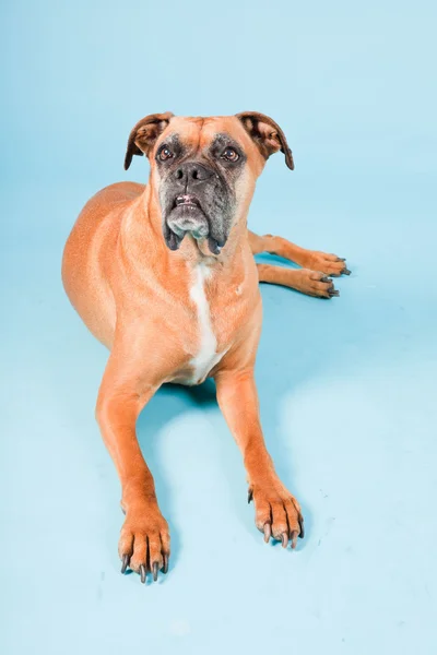 Studio skott av brun boxer hund isolerad på ljusblå bakgrund. — Stockfoto