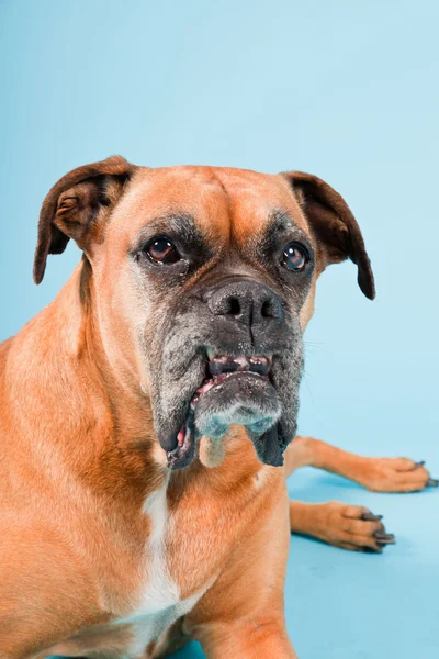 Stúdió lövés barna boxer kutya elszigetelt világoskék háttér. — Stock Fotó