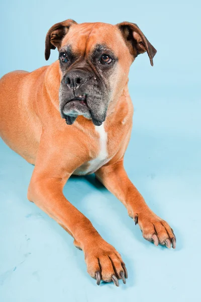 Studio shot of brown boxer dog isolated on light blue background. — Stock Photo, Image