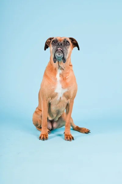 Studioaufnahme eines braunen Boxerhundes isoliert auf hellblauem Hintergrund. — Stockfoto