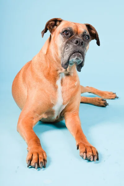 明るい青の背景に分離された茶色のボクサー犬のスタジオ撮影. — ストック写真