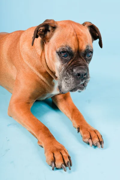 明るい青の背景に分離された茶色のボクサー犬のスタジオ撮影. — ストック写真