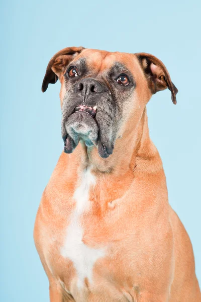 Studio shot of brown boxer dog isolated on light blue background. — Zdjęcie stockowe