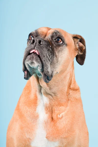 Photo studio de chien boxeur brun isolé sur fond bleu clair . — Photo