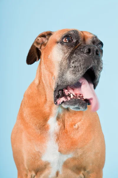 Studioaufnahme eines braunen Boxerhundes isoliert auf hellblauem Hintergrund. — Stockfoto