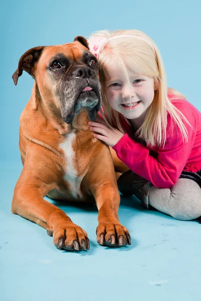 Студийный снимок коричневой собаки-боксера изолирован на голубом фоне . — стоковое фото