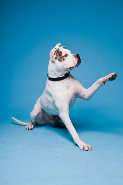 American bulldog white brown isolated on light blue background. Studio shot. — Stock Photo, Image