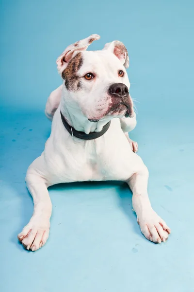 Bulldog americano bianco marrone isolato su sfondo azzurro. Studio girato . — Foto Stock