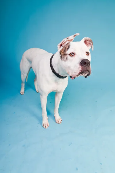 Bulldog americano blanco marrón aislado sobre fondo azul claro. Captura de estudio . —  Fotos de Stock