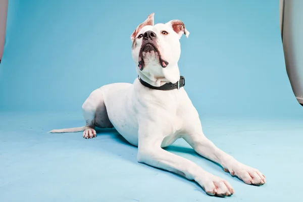 Amerikai bulldog, fehér barna elszigetelt világoskék háttér. stúdió felvétel. — Stock Fotó