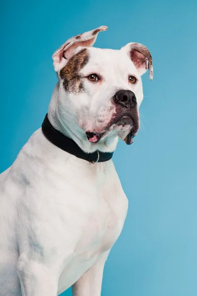 American bulldog white brown isolated on light blue background. Studio shot. — Stock Photo, Image