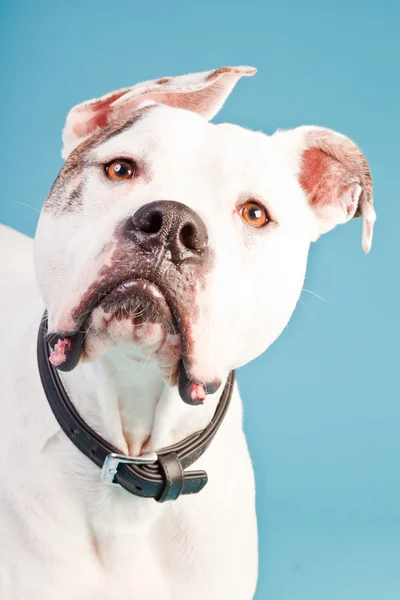 stock image American bulldog white brown isolated on light blue background. Studio shot.