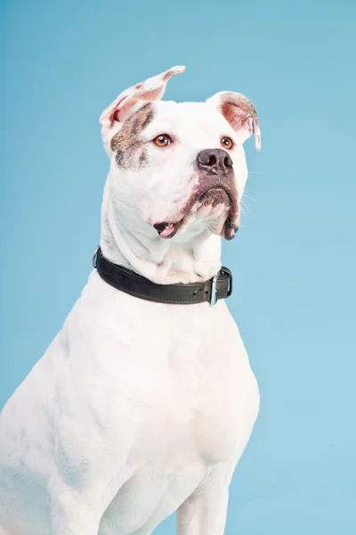 Amerikai bulldog, fehér barna elszigetelt világoskék háttér. stúdió felvétel. — Stock Fotó