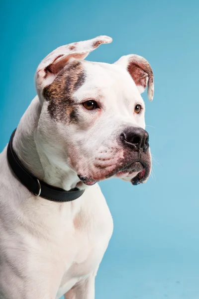 Bulldog americano bianco marrone isolato su sfondo azzurro. Studio girato . — Foto Stock