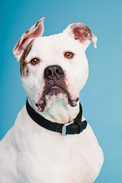Amerikaanse bulldog wit bruin geïsoleerd op lichte blauwe achtergrond. studio opname. — Stockfoto