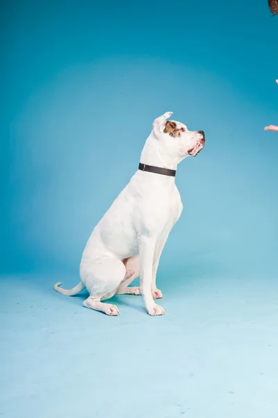 Amerikansk bulldog vit brun isolerad på ljusblå bakgrund. Studio skott. — Stockfoto