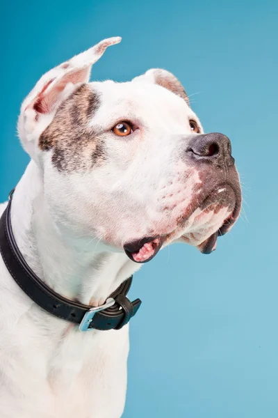 Amerikkalainen bulldog valkoinen ruskea eristetty vaaleansininen tausta. Studiokuva . — kuvapankkivalokuva