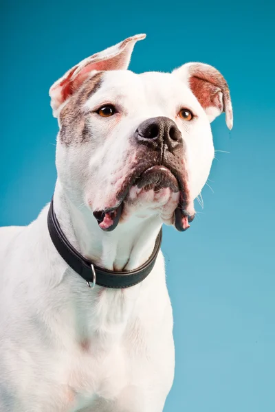 Amerikaanse bulldog wit bruin geïsoleerd op lichte blauwe achtergrond. studio opname. — Stockfoto