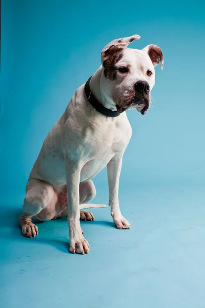 Amerikan bulldog beyaz kahverengi açık mavi renkli izole. Stüdyo vurdu. — Stok fotoğraf