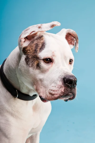 Amerikan bulldog beyaz kahverengi açık mavi renkli izole. Stüdyo vurdu. — Stok fotoğraf