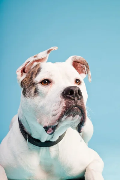 Amerikanische Bulldogge weiß braun isoliert auf hellblauem Hintergrund. Studioaufnahme. — Stockfoto