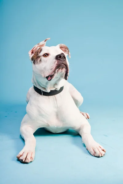 Amerikansk bulldog vit brun isolerad på ljusblå bakgrund. Studio skott. — Stockfoto