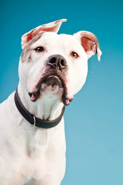 Amerikkalainen bulldog valkoinen ruskea eristetty vaaleansininen tausta. Studiokuva . — kuvapankkivalokuva
